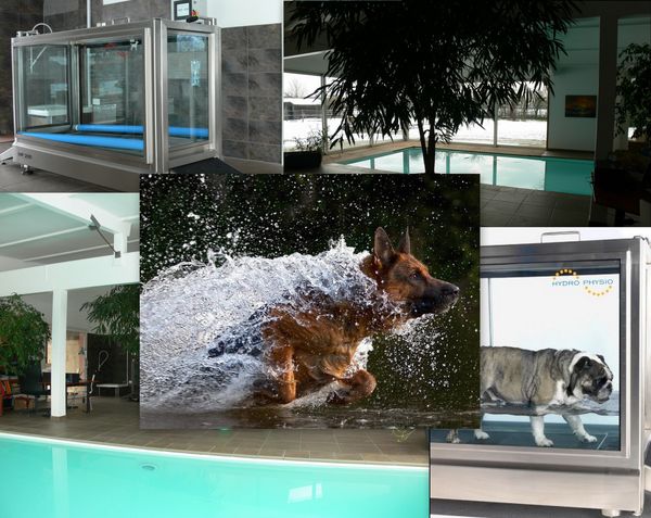HYDROTHERAPIE POUR CHIEN