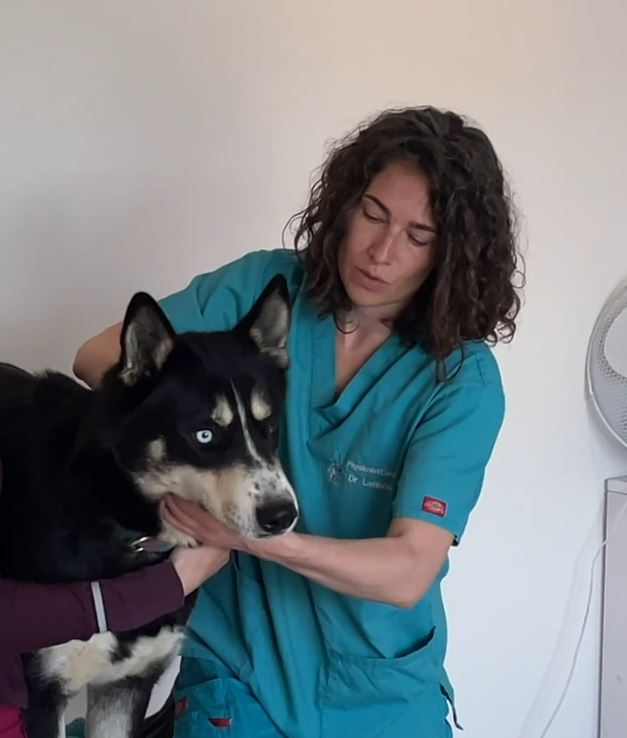Séance de physiothérapie vétérinaire sur un chien en rééducation