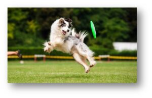 masterclass entrainement du chien sportif Vetokinesis