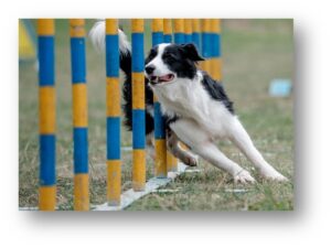 masterclass entrainement du chien sportif Vetokinesis