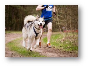 masterclass entrainement du chien sportif Vetokinesis