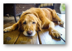 masterclass chien senior Vetokinesis